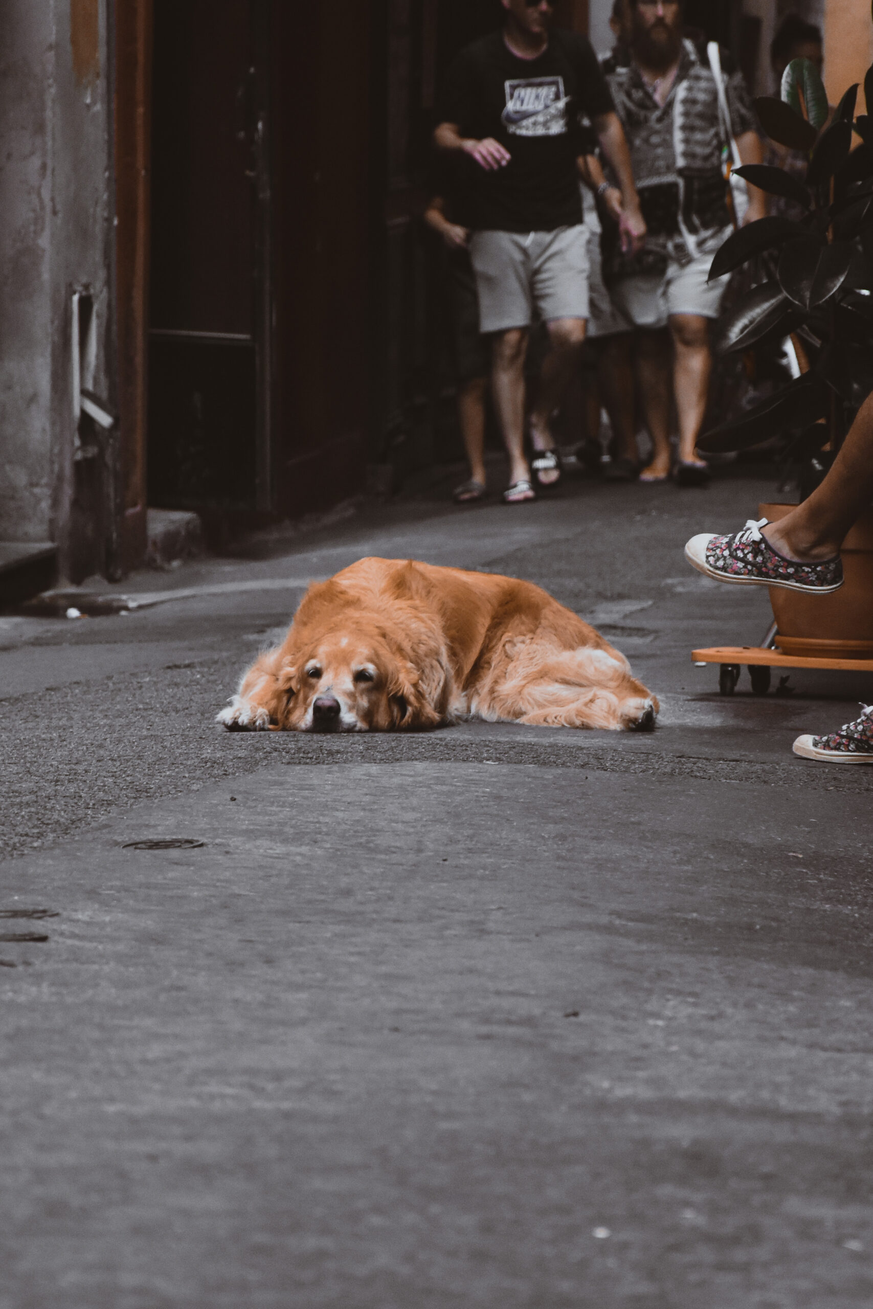 Doggie